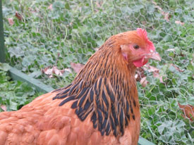 Speckled Sussex