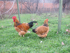 Speckled Sussex