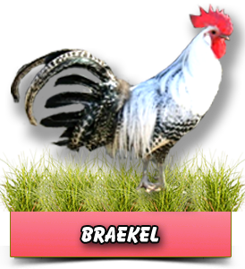 Braekel
